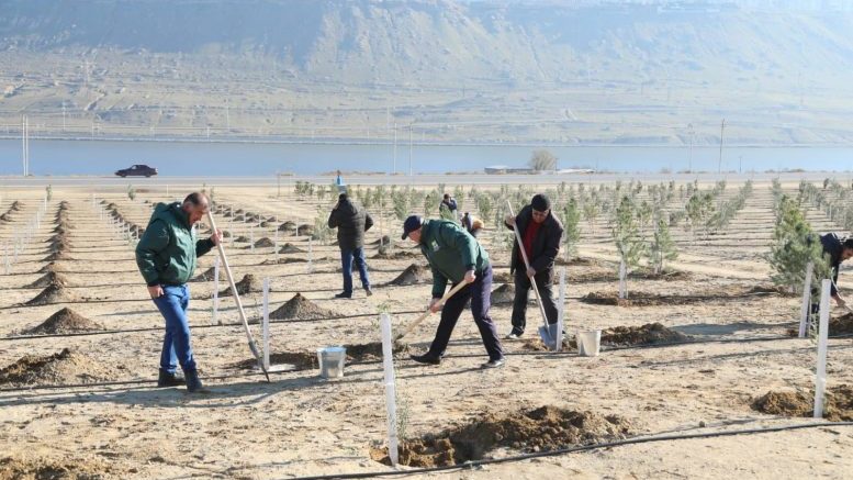 31 Декабря — В День Солидарности Азербайджанцев Мира общественные деятели посадили тысячи деревьев.